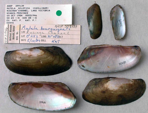 specimen