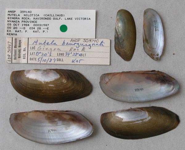 specimen