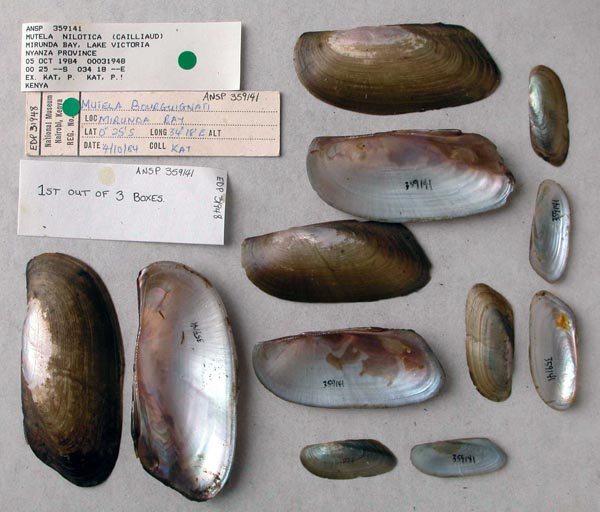 specimen