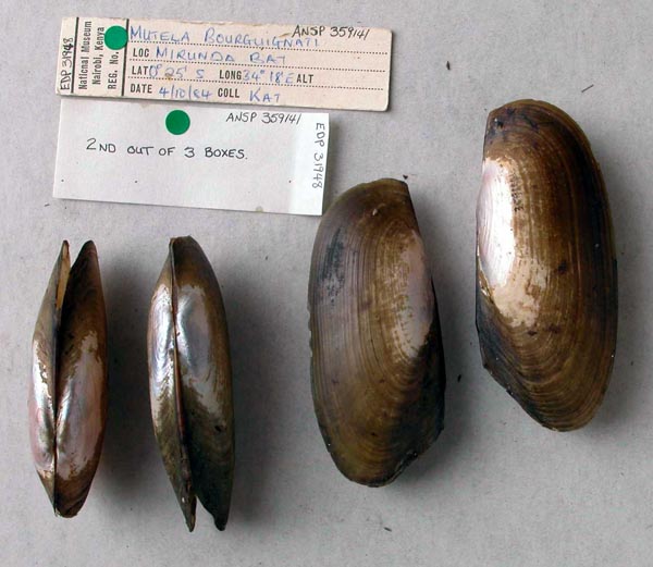 specimen