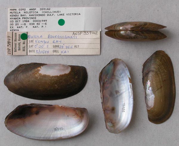specimen