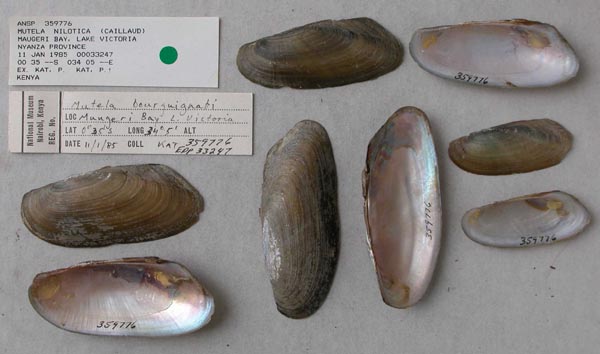specimen