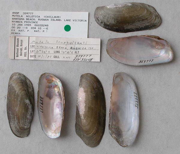 specimen