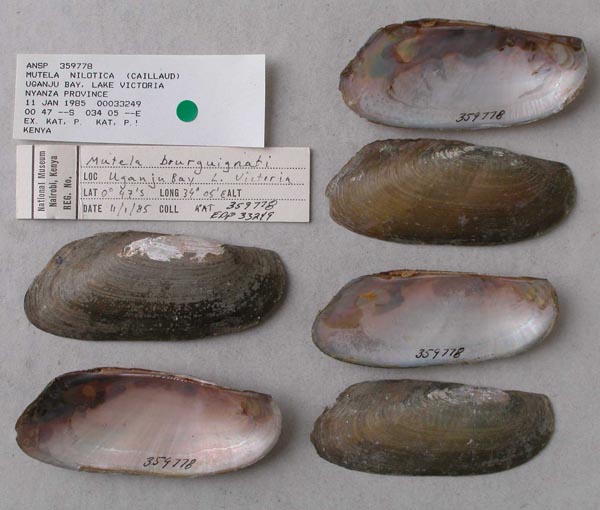 specimen