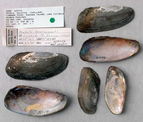 specimen