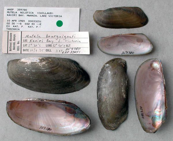 specimen