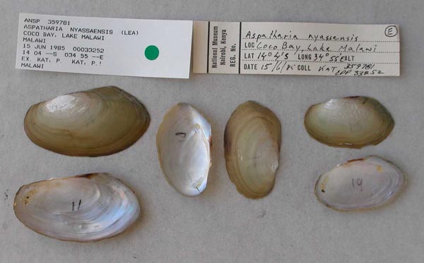 image of lot ANSP_359781 image of lot ANSP_359781