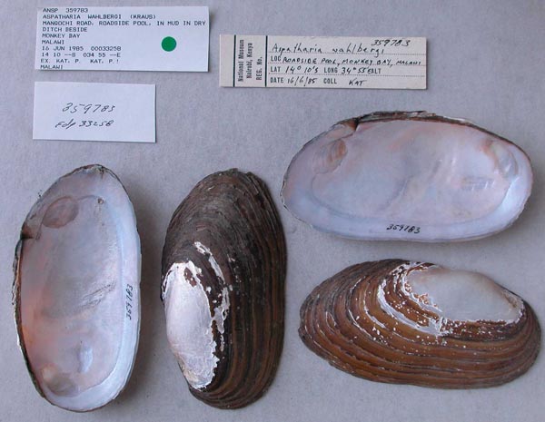 specimen