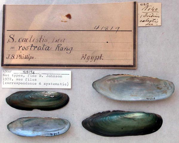 specimen