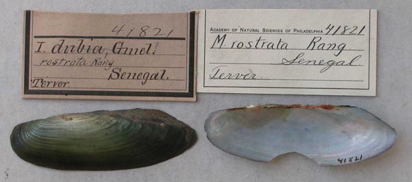 specimen