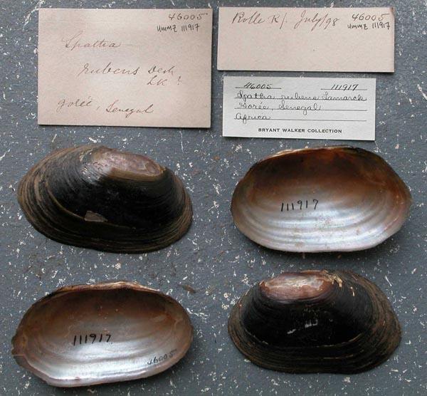 specimen