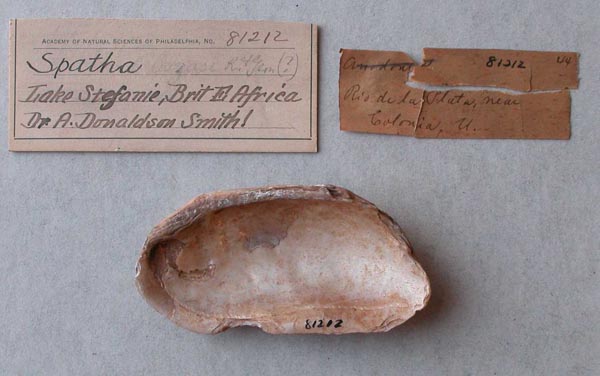 specimen