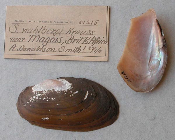 specimen