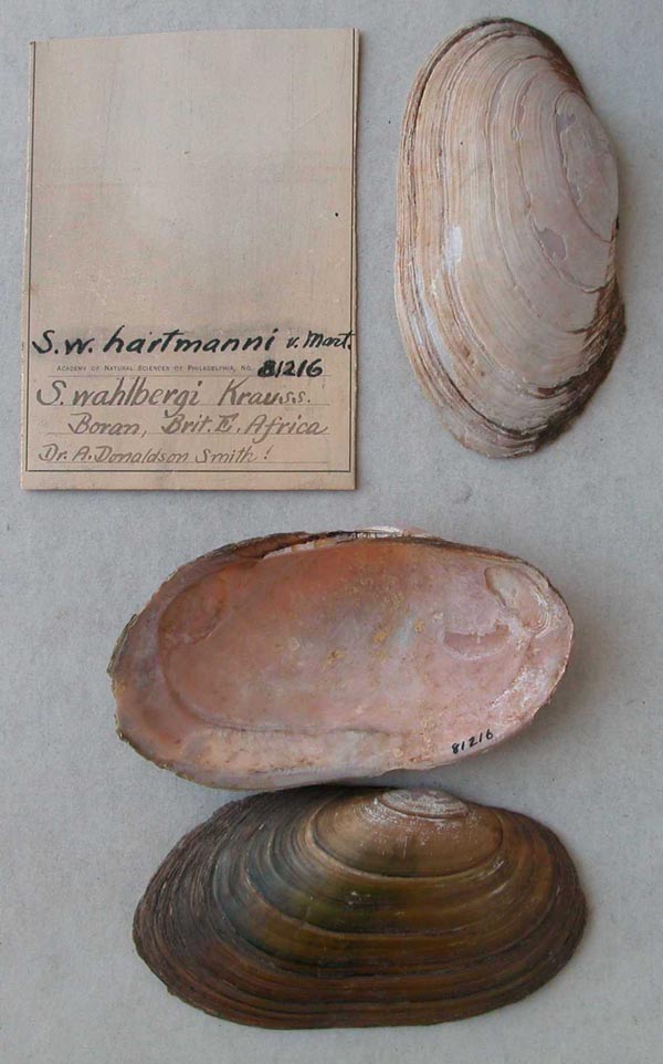 specimen