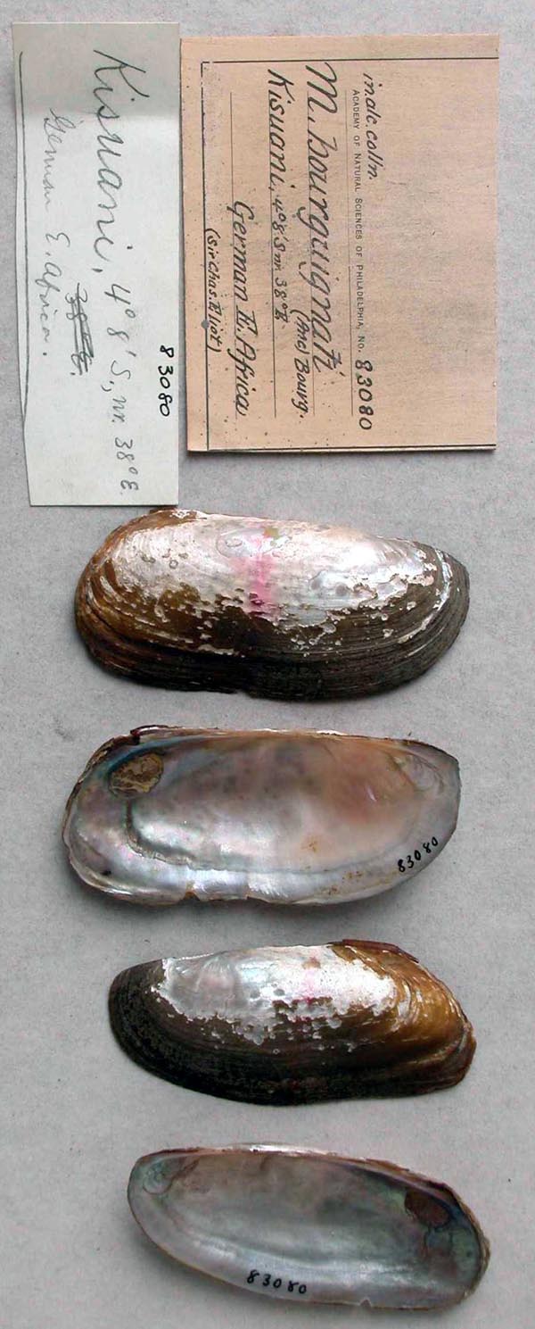 specimen