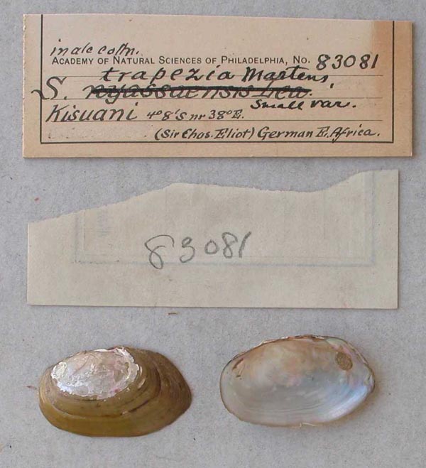 specimen