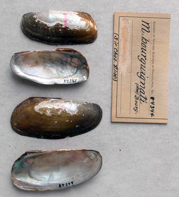 specimen