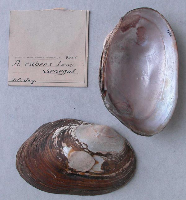 specimen