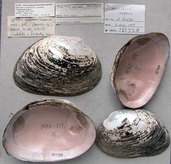 specimen