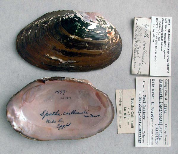 specimen