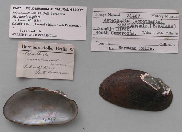 specimen