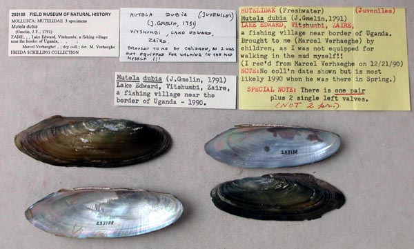 specimen