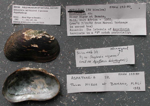 specimen