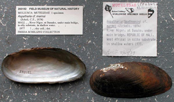 specimen