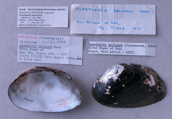 specimen