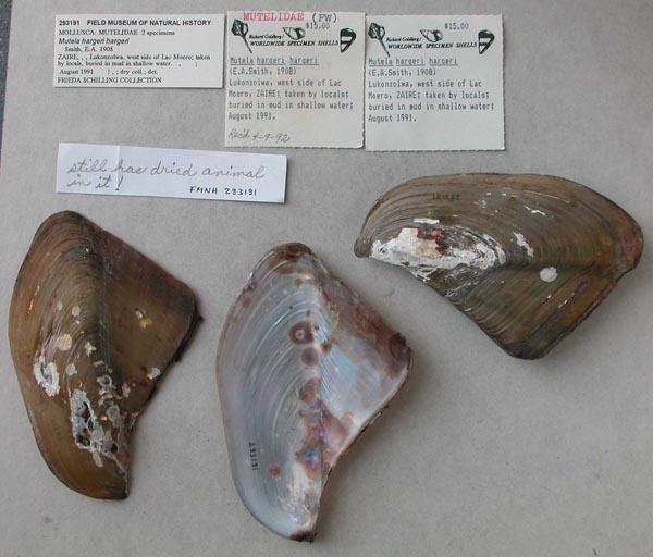 specimen