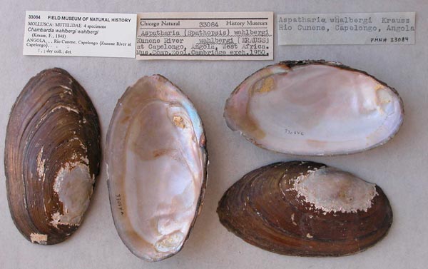 image of lot FMNH_33084 image of lot FMNH_33084