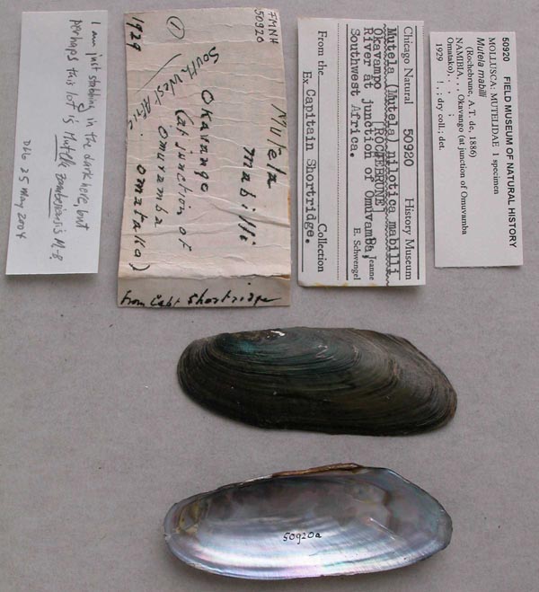 specimen