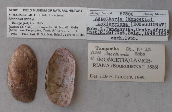 specimen