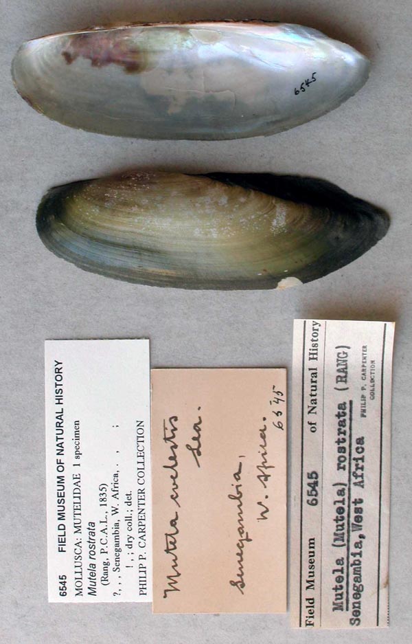 specimen