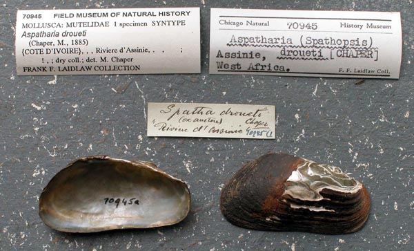 image of lot FMNH_70945 image of lot FMNH_70945