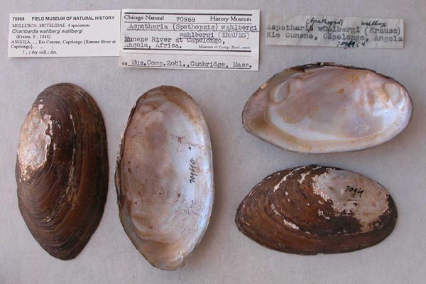 image of lot FMNH_70969 image of lot FMNH_70969