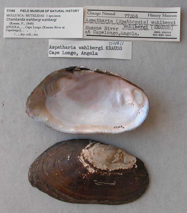 image of lot FMNH_77356 image of lot FMNH_77356