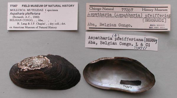 specimen