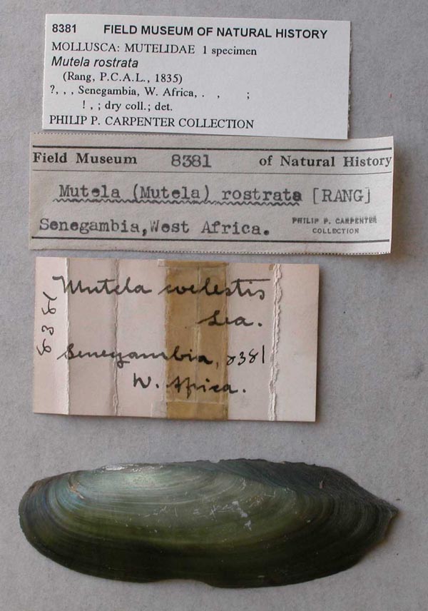 specimen