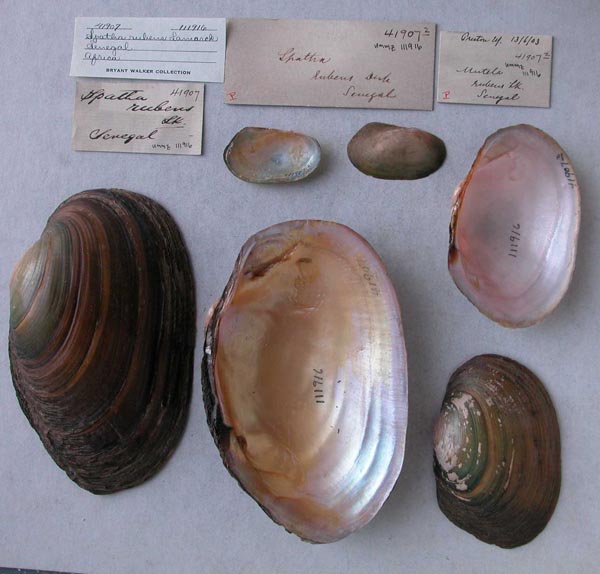 specimen