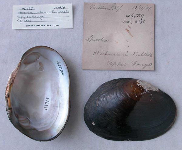 specimen