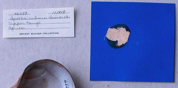 specimen