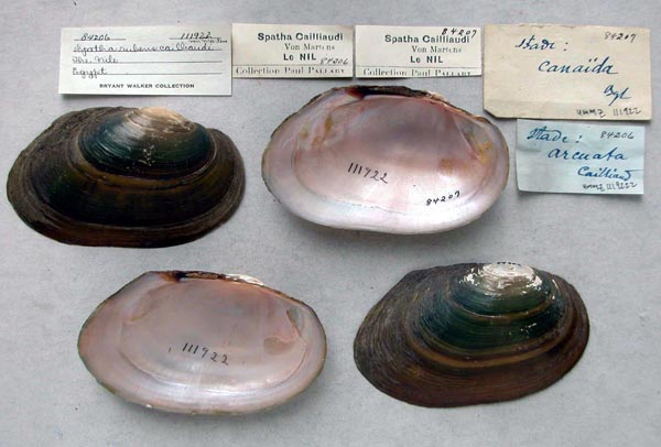 specimen