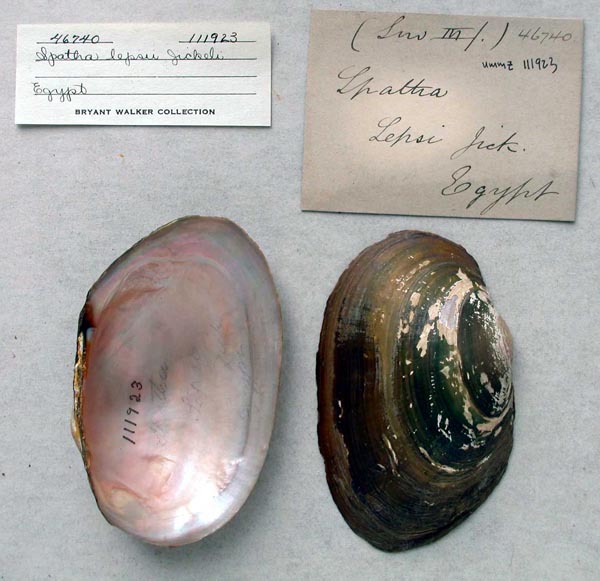 specimen