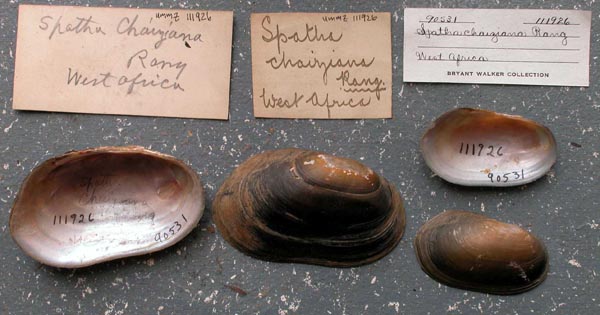 specimen