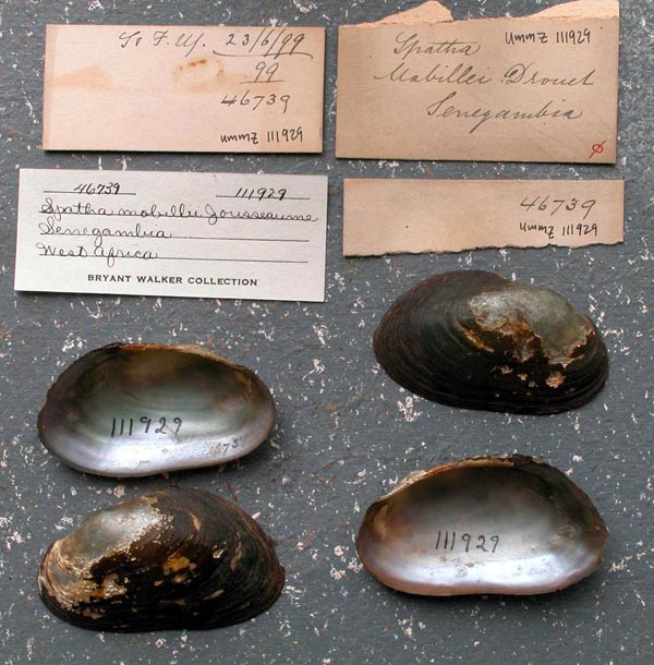 specimen