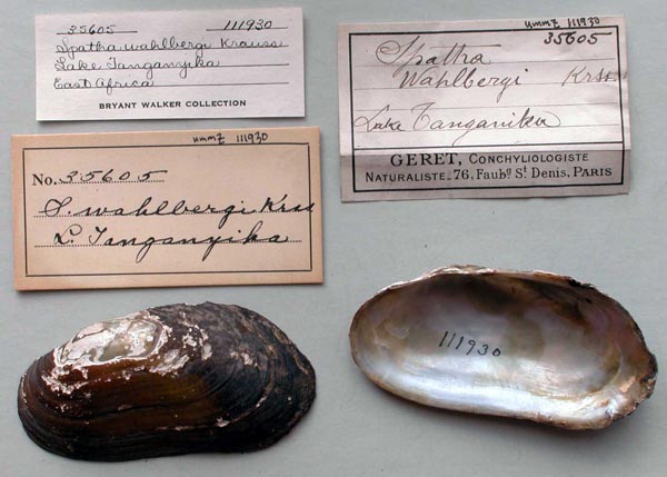 specimen