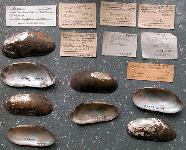 specimen