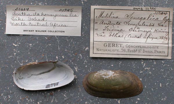 specimen