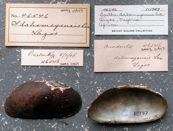 specimen